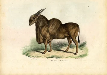 Eland, 1863-79